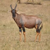  The Serengeti, TZ